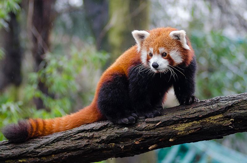 red panda